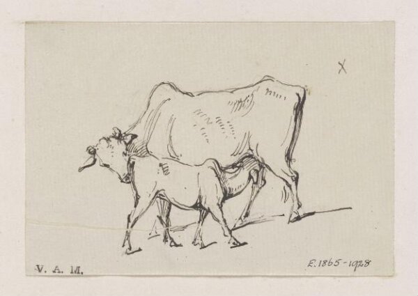 George Chinnery, A cow and calf