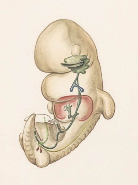 J Wetselaar-Whittaker, Internal organs of a human embryo