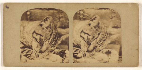Unknown, [Cat sleeping]