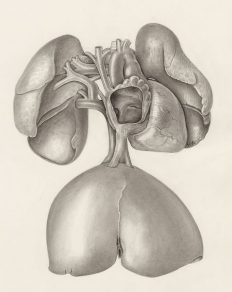 H.G Wetselaar, Heart and adjacent organs