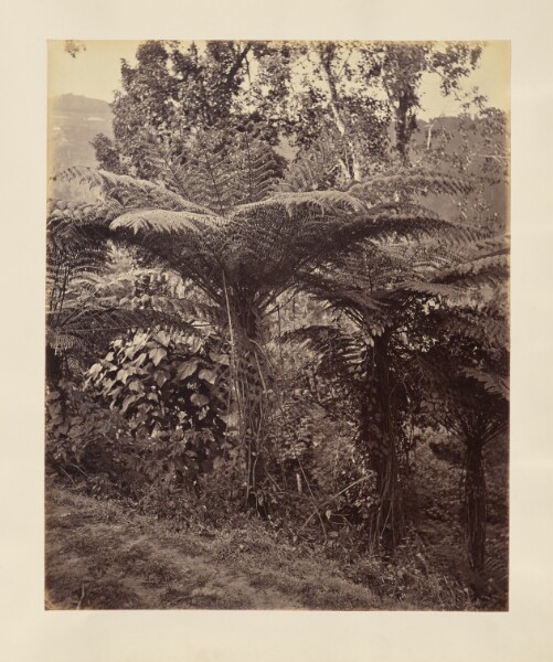 Unknown, [Ferns]