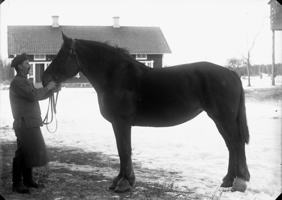 Gustaf Ferdinand Hallberg, En man med en häst.