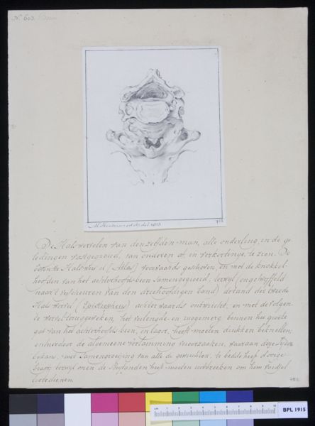 M Houtman, Vertebrae