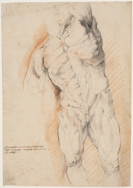 Willem Panneels, Anatomisk studie (ècorché). En stående, flået mand med løftet venstre arm set forfra