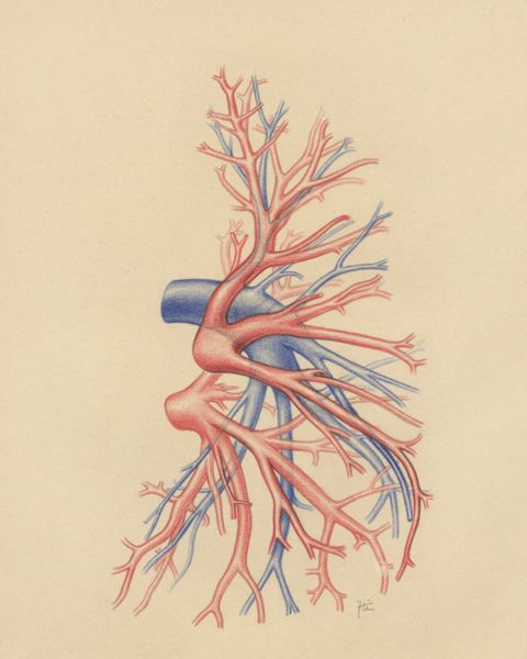 J Tinkelenberg, Bronchi