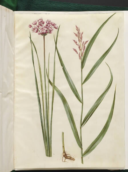 Hans Simon Holtzbecker, Butomus umbellatus (brudelys); Phragmites australis (almindelig tagrør)