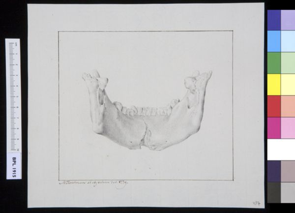 M Houtman, Lower jaw (manibula)