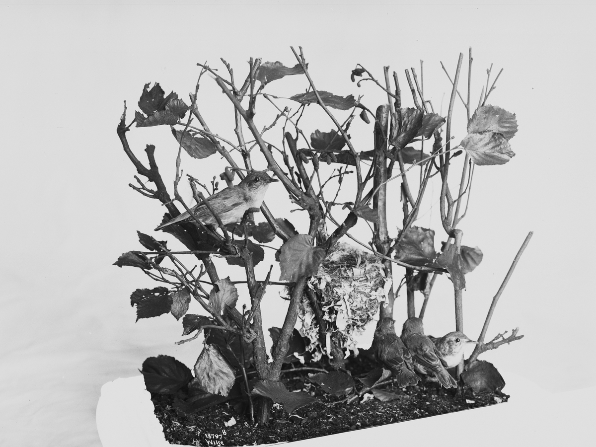 Anders Beer Wilse, Prot: Fugler for Tøien Museet