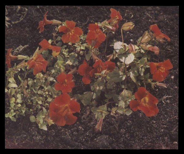 Hinde, John Wilfrid, Red Flowers