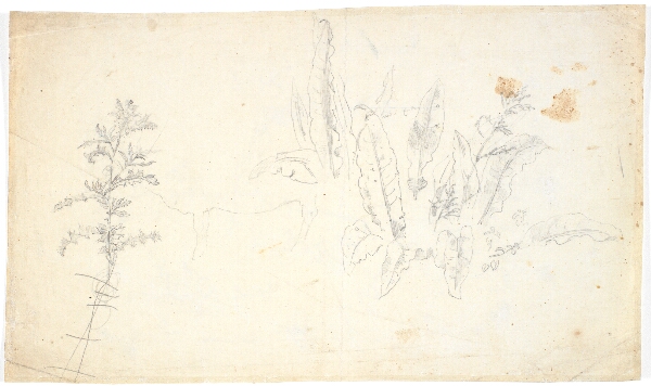 Dankvart Dreyer, Plantestudier
