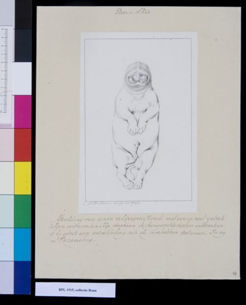 M. Houtman, Animals: dog