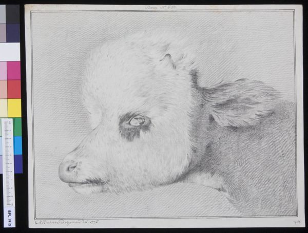 M. Houtman, Hydrocephalic calf