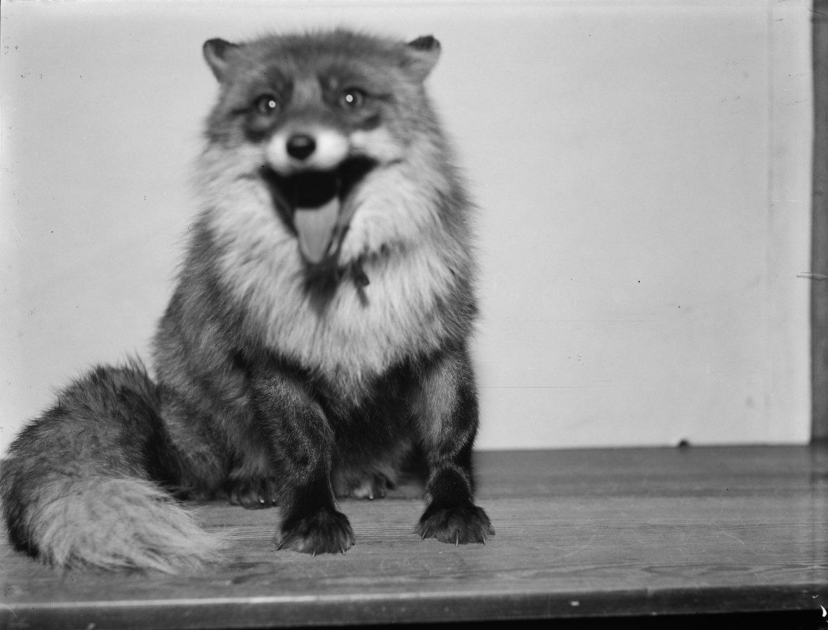Paul Sandberg, Räv, Uppland 1936