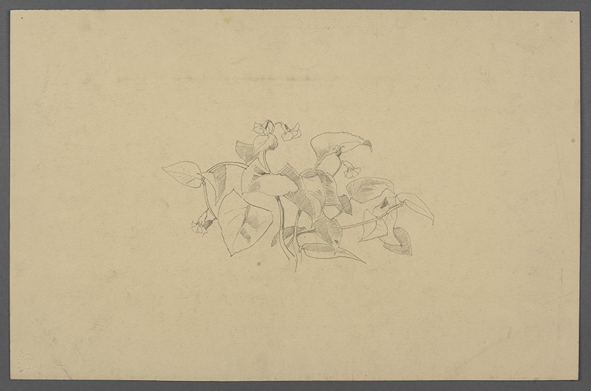 Karl Hagemeister, Wickenranken mit Blüten, um 1895/1907