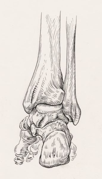 J Tinkelenberg, Ankle and foot bones seen from behind