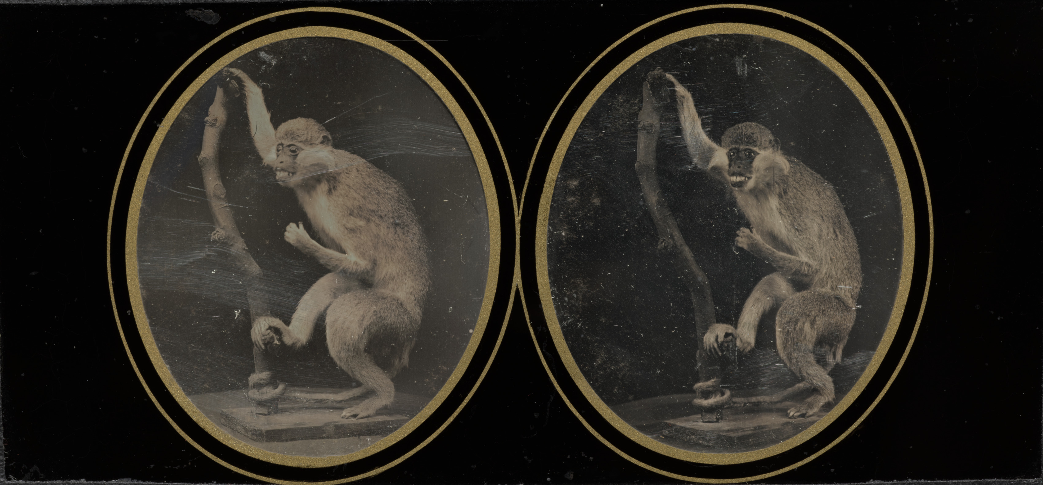 Louis Jules Duboscq-Soleil, Monkey on Branch
