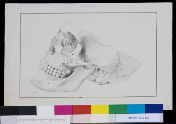 M Houtman, Skull, lateral view