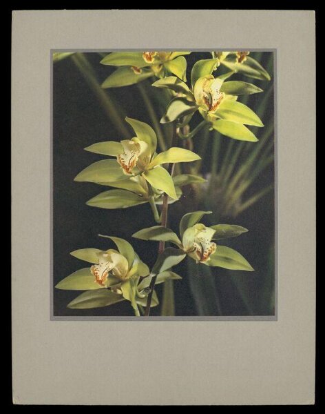 Hinde, John Wilfrid, Cymbidium Lowali var Grandiflorum