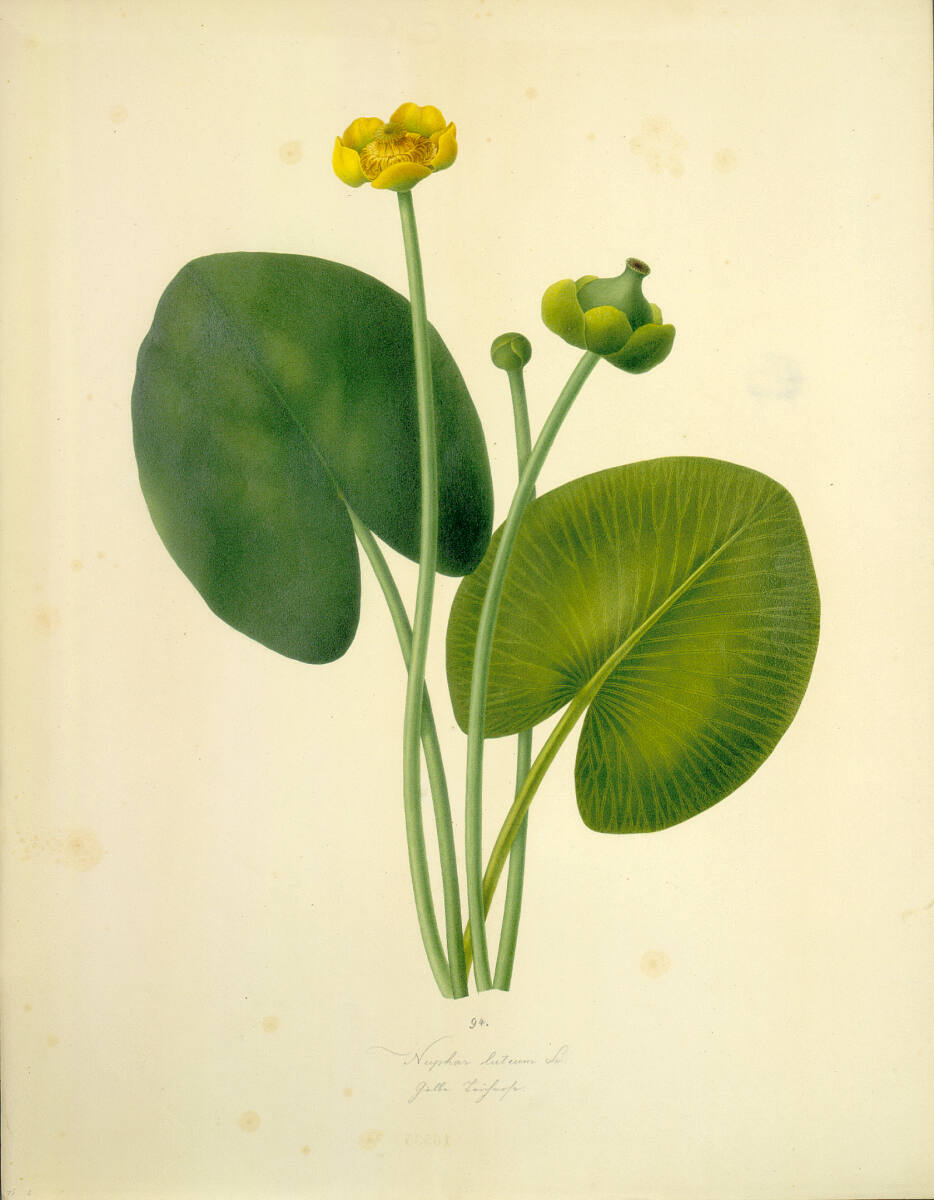 AugustRokert, Nuphar luteum Sm - Gelbe Teichrose