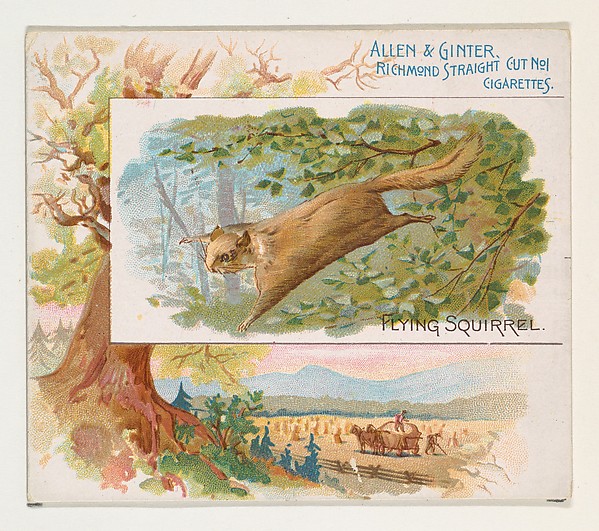Allen & Ginter, Flying Squirrel, from Quadrupeds series (N41) for Allen & Ginter Cigarettes