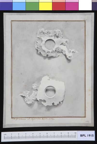M Houtman, Bone segments