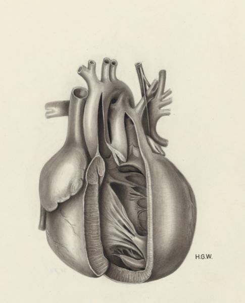 H.G Wetselaar, Heart