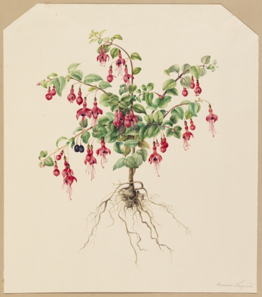Hermania Neergaard, Fuchsia