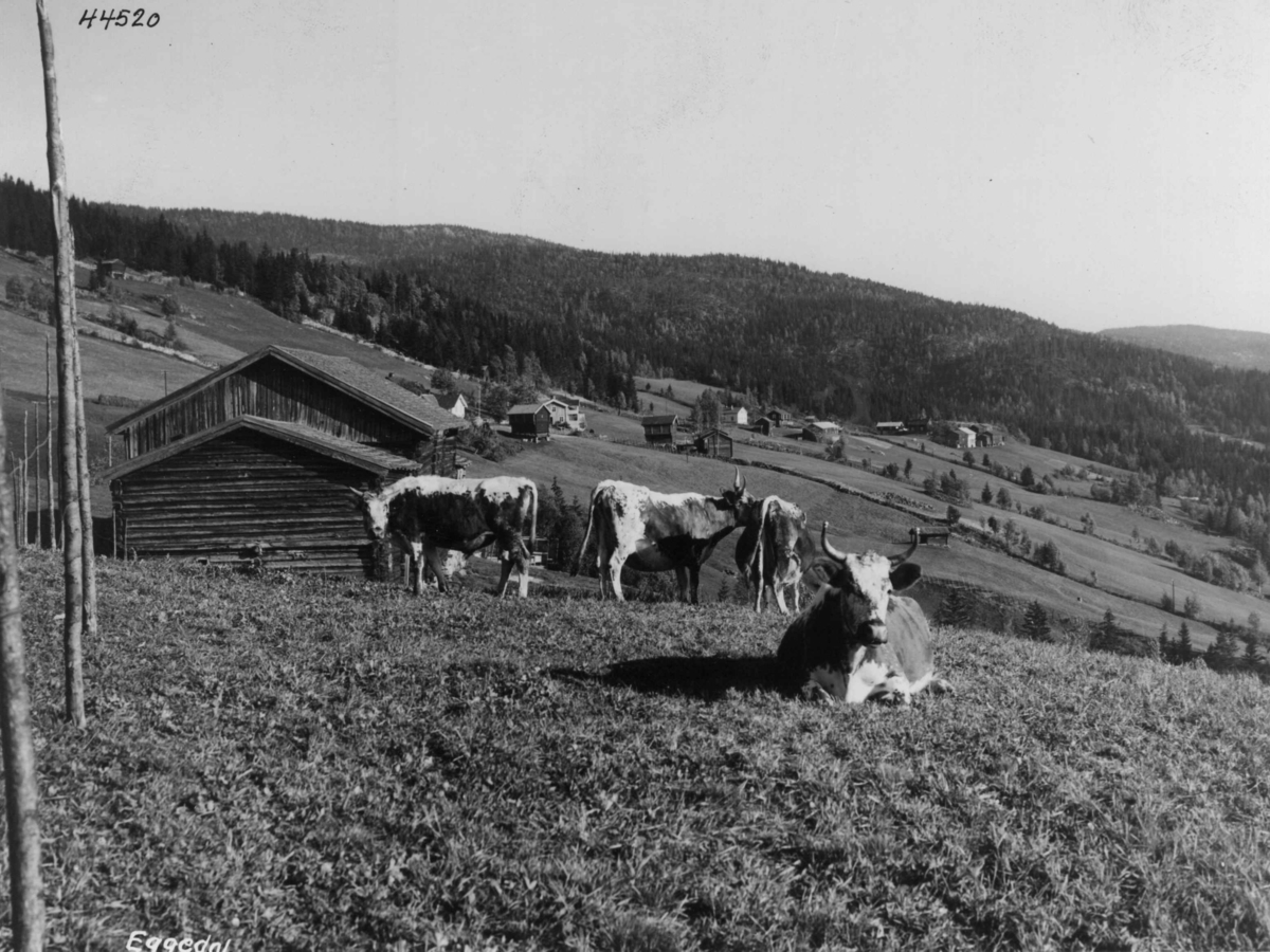 Anders Beer Wilse, Landbruk, Husdyrhold
