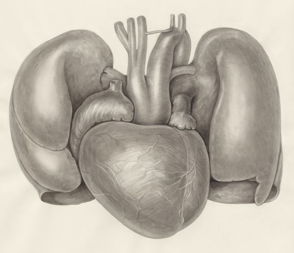 H.G Wetselaar, Heart and adjacent organs