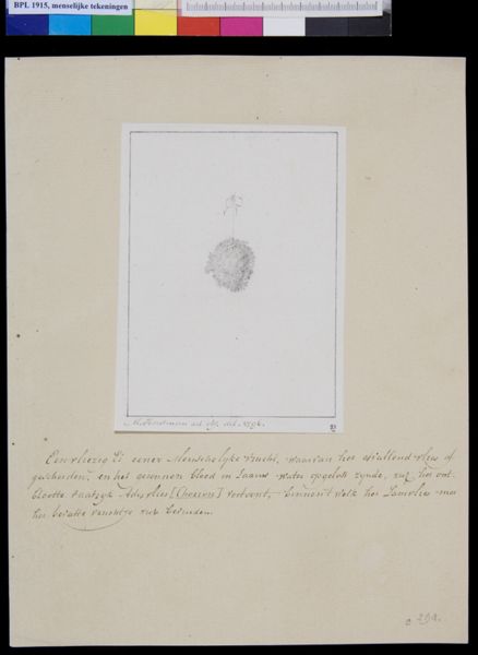 M Houtman, Embryo