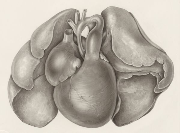 H.G Wetselaar, Heart and adjacent organs