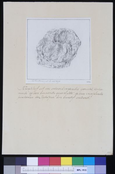 M. Houtman, Patella