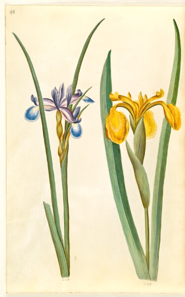 Hans Simon Holtzbecker, Iris graminea (græsbladet iris); Iris pseudacorus (gul iris)