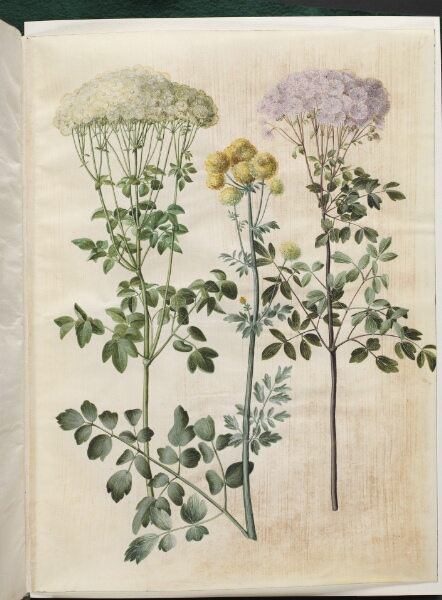 Hans Simon Holtzbecker, Thalictrum aquilegiifolium (akeleje-frøstjerne); Thalictrum flavum (gul frøstjerne)
