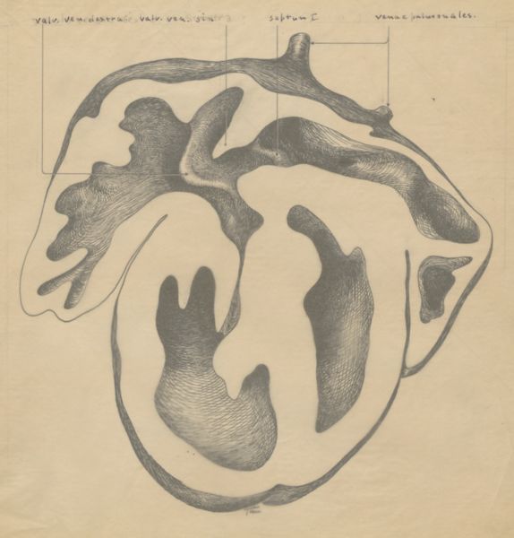 J Tinkelenberg, Embryonic heart