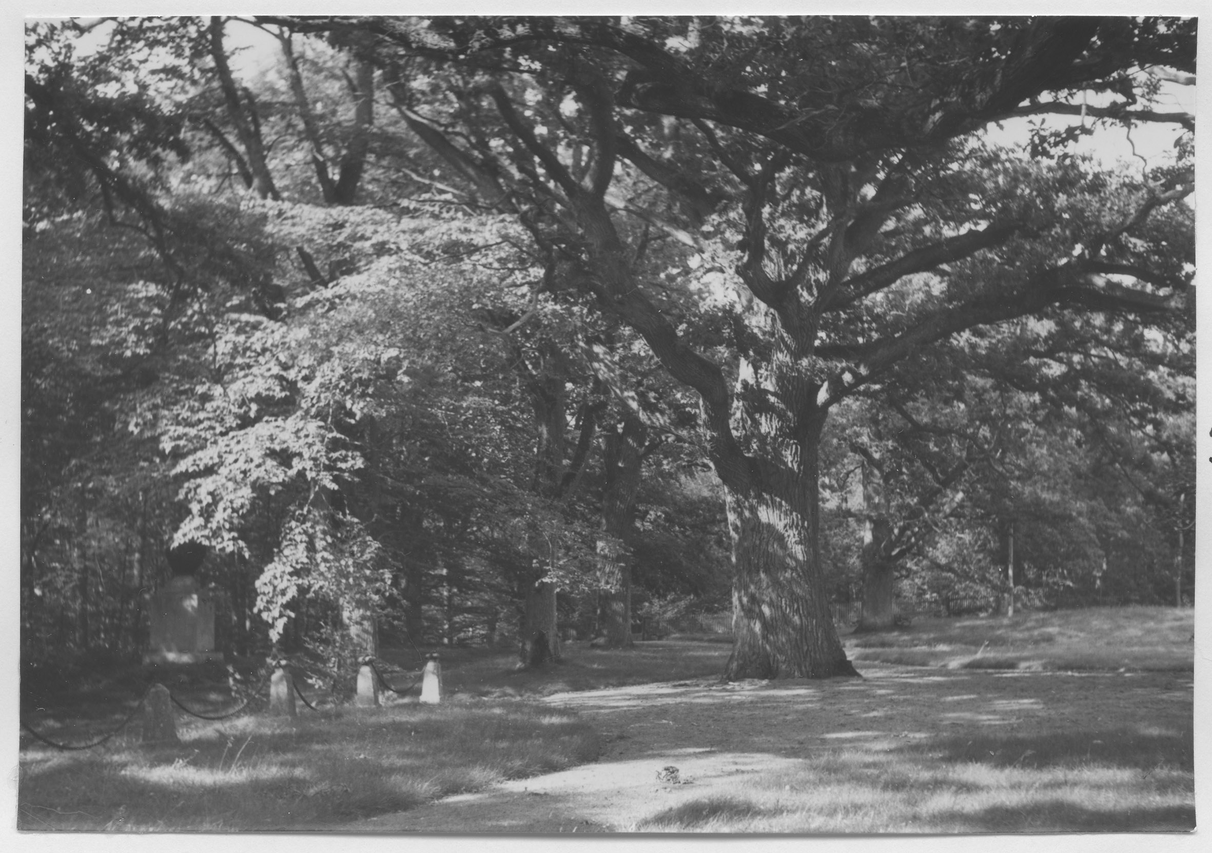 Mårten Sjöbeck, Skärva