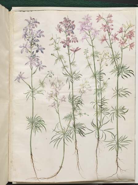 Hans Simon Holtzbecker, Consolida regalis (korn-ridderspore)