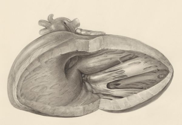 H.G Wetselaar, Heart