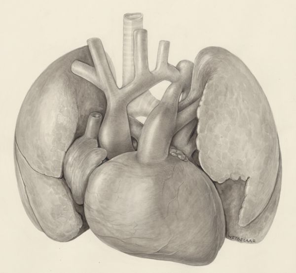H.G Wetselaar, Heart and adjacent organs