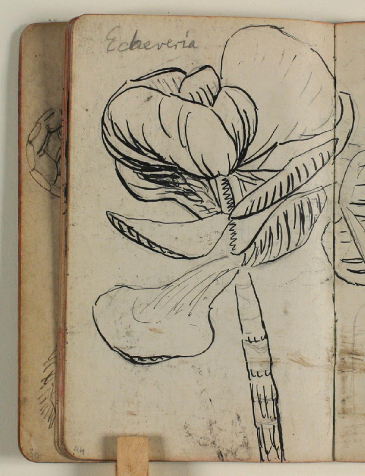 Niels Larsen Stevns, Plantestudie (Echeveria)