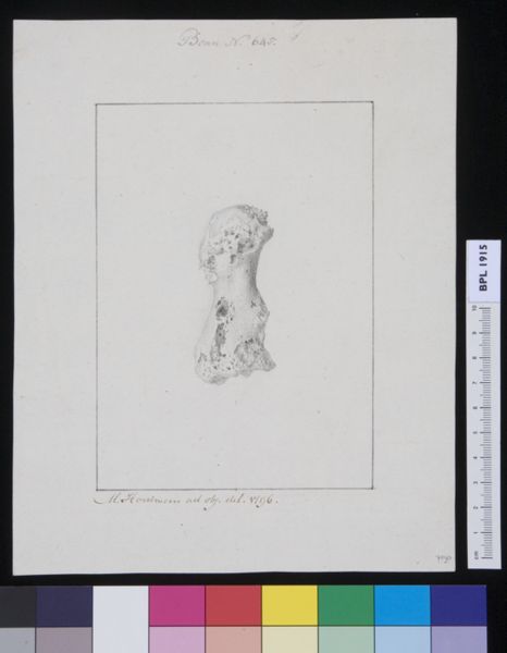 M. Houtman, Unidentified bone