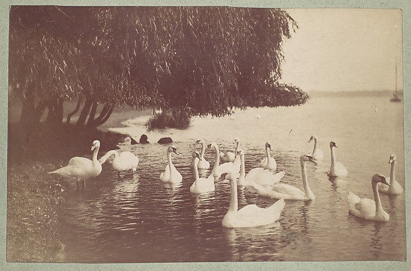 Unknown, [Swans on the Water]