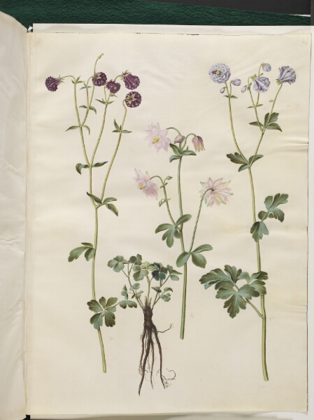 Hans Simon Holtzbecker, Aquilegia vulgaris (almindelig akeleje)