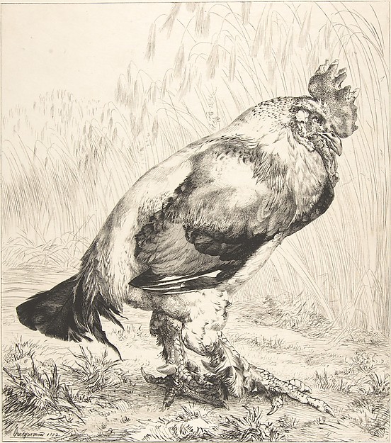 Félix Bracquemond, The Old Cock