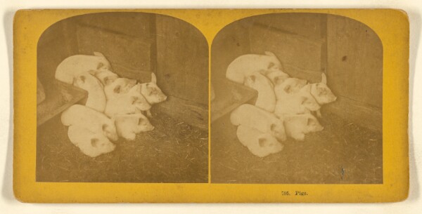 Benjamin West Kilburn, Pigs.