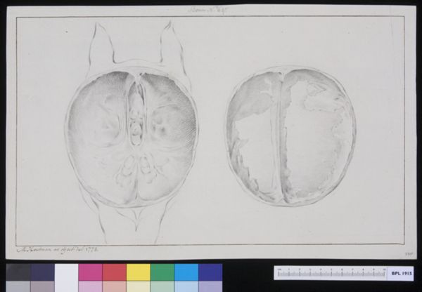 M. Houtman, Skull of a hydrocephalic camel