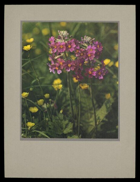 Hinde, John Wilfrid, Primula Beesiana