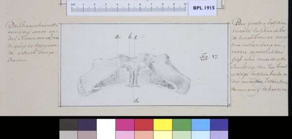 M Houtman, Pubis bone