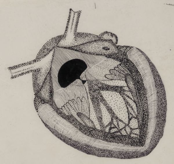 J Tinkelenberg, Part of the heart and circulatory system