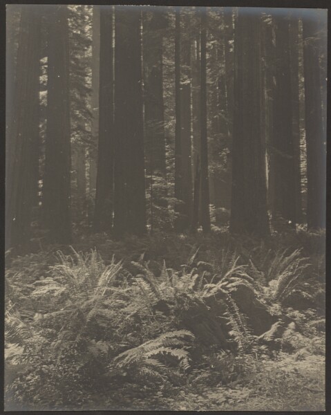 Louis Fleckenstein, [Fern in Woods]